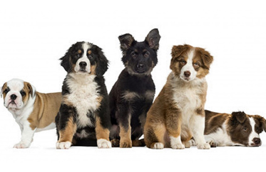 Conseils Chiens